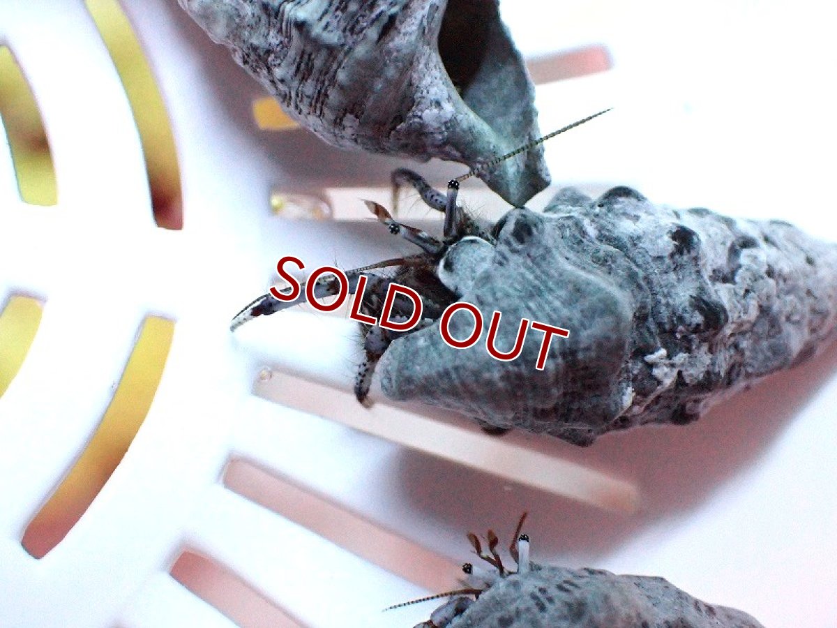 画像3: 【海水魚・ヤドカリ】【通販】ブルーレッグハーミットクラブ【3匹】（±2-3cm）（サンプル画像）（生体）(海水魚) (3)