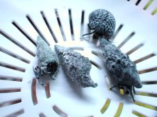 画像4: 【海水魚・ヤドカリ】【通販】ブルーレッグハーミットクラブ【3匹】（±2-3cm）（サンプル画像）（生体）(海水魚) (4)