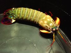 画像1: 【ウィンターセール 10％OFF対象商品】 【海水魚・シャコ】【通販】モンハナシャコ（Lサイズ）【1匹】（±12-15cm） (サンプル画像）（生体）(海水魚) (1)