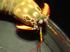 画像2: 【ウィンターセール 10％OFF対象商品】 【海水魚・シャコ】【通販】モンハナシャコ（Lサイズ）【1匹】（±12-15cm） (サンプル画像）（生体）(海水魚) (2)