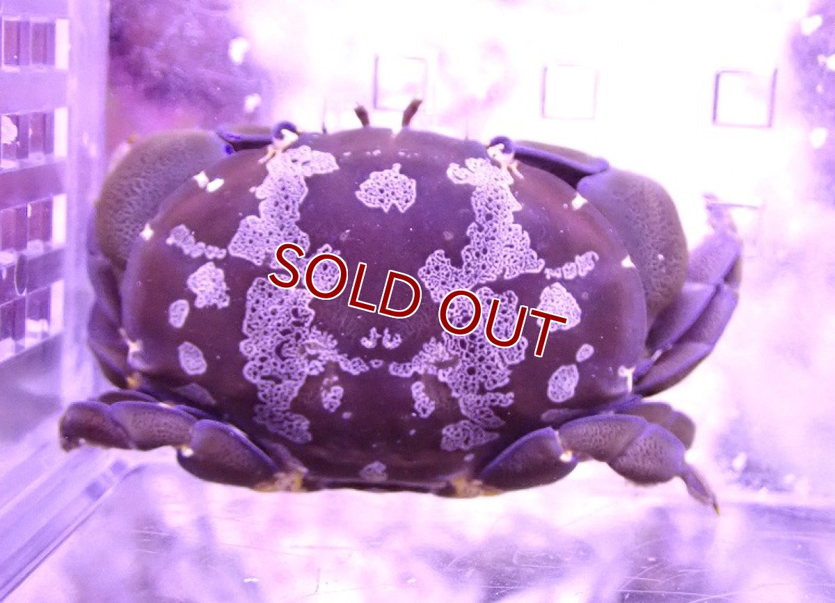 画像1: 【ウィンターセール 10％OFF対象商品】 【海水魚・カニ】【通販】スベスベマンジュウガニ【1匹】（±4-5cm） (サンプル画像）（生体）(海水魚) (1)