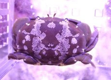 画像1: 【ウィンターセール 10％OFF対象商品】 【海水魚・カニ】【通販】スベスベマンジュウガニ【1匹】（±4-5cm） (サンプル画像）（生体）(海水魚) (1)