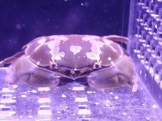 画像2: 【ウィンターセール 10％OFF対象商品】 【海水魚・カニ】【通販】スベスベマンジュウガニ【1匹】（±4-5cm） (サンプル画像）（生体）(海水魚) (2)