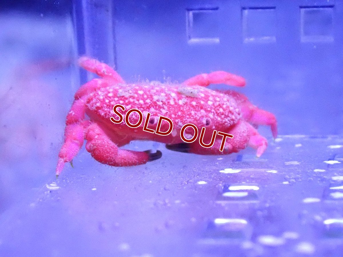 画像1: 【海水魚・カニ】【通販】ストロベリークラブ（イチゴヒラオウギガニ）【1匹】（±2.5-3.5cm） (サンプル画像）（生体）(海水魚) (1)