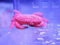 画像1: 【ウィンターセール 10％OFF対象商品】 【海水魚・カニ】【通販】ストロベリークラブ（イチゴヒラオウギガニ）【1匹】（±2.5-3.5cm） (サンプル画像）（生体）(海水魚) (1)