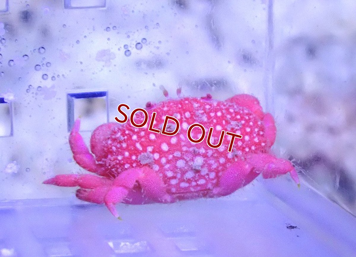 画像2: 【海水魚・カニ】【通販】ストロベリークラブ（イチゴヒラオウギガニ）【1匹】（±2.5-3.5cm） (サンプル画像）（生体）(海水魚) (2)