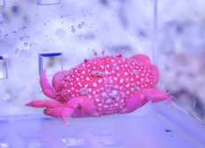 画像2: 【ウィンターセール 10％OFF対象商品】 【海水魚・カニ】【通販】ストロベリークラブ（イチゴヒラオウギガニ）【1匹】（±2.5-3.5cm） (サンプル画像）（生体）(海水魚) (2)