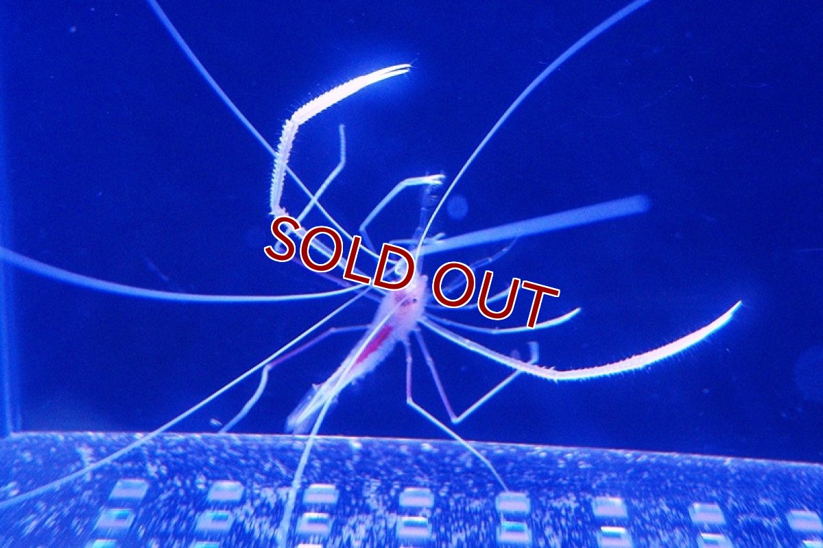 画像2: 【海水魚・エビ】ハワイアンケーブシュリンプ (1匹)±8cm(サンプル画像）（生体）(海水魚)（サンゴ） (2)