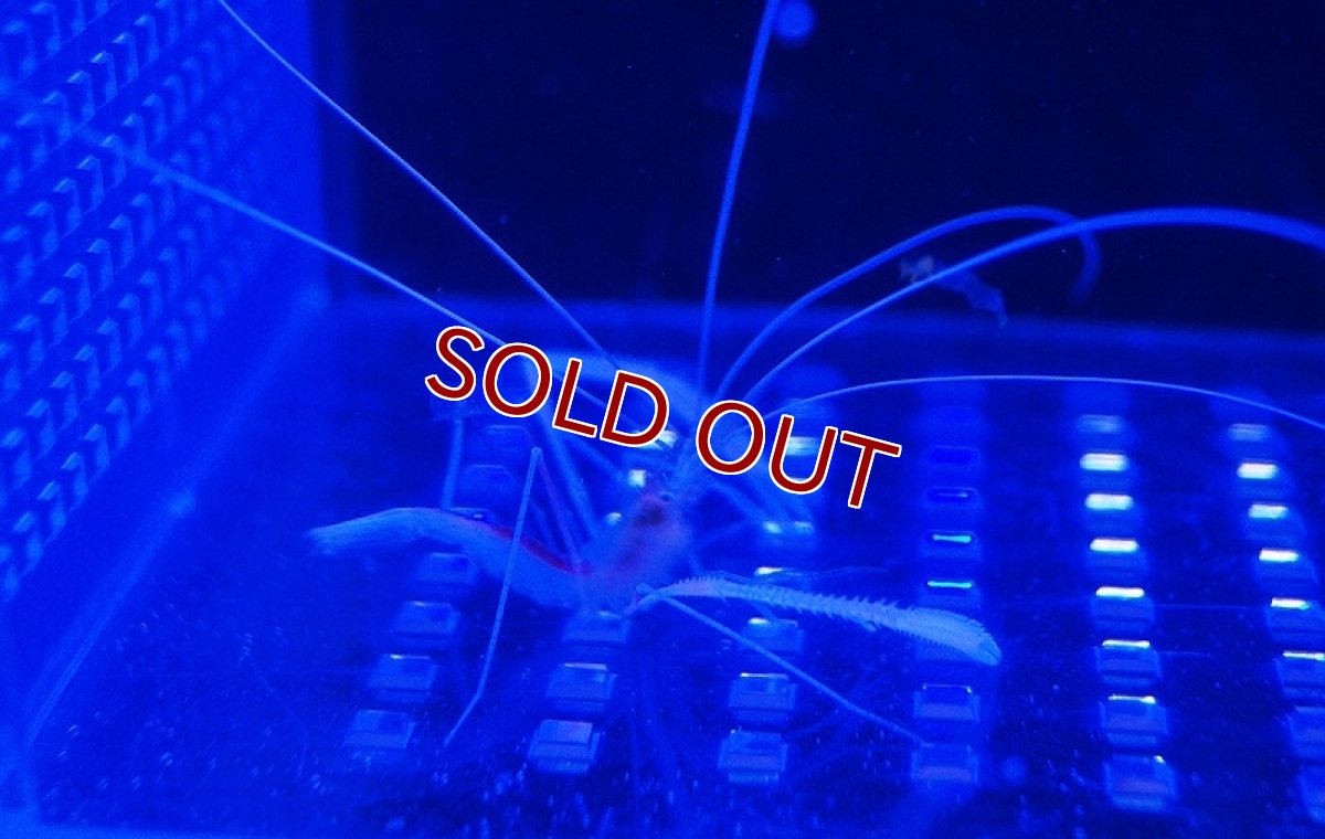 画像3: 【海水魚・エビ】ハワイアンケーブシュリンプ (1匹)±8cm(サンプル画像）（生体）(海水魚)（サンゴ） (3)