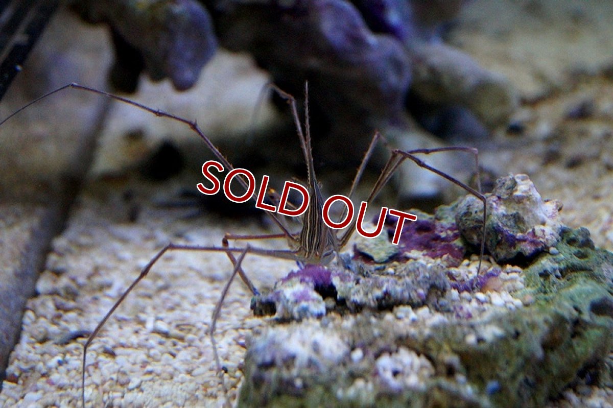 画像2: 【海水魚・カニ】アロークラブ (1匹)±6-8cm(サンプル画像）（生体）(海水魚)（サンゴ） (2)