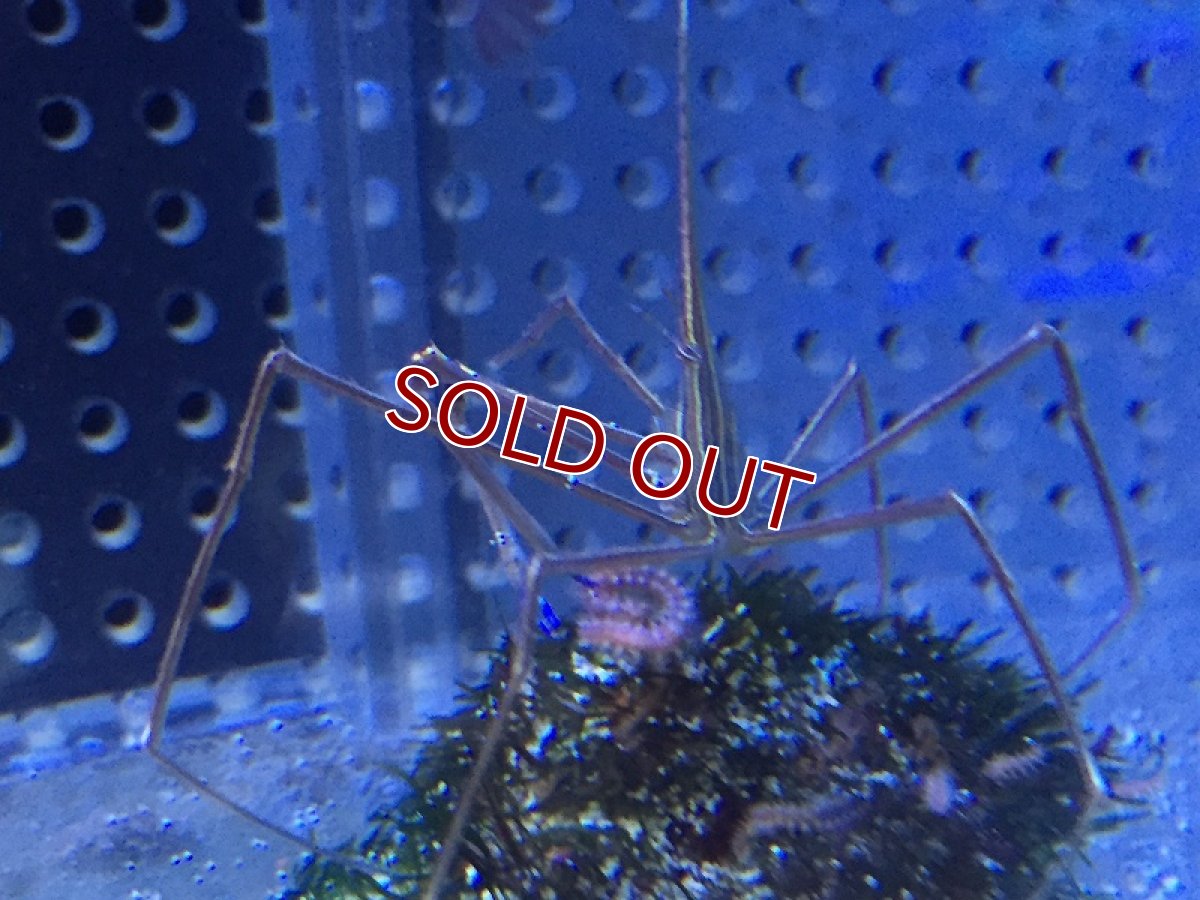 画像3: 【海水魚・カニ】アロークラブ (1匹)±6-8cm(サンプル画像）（生体）(海水魚)（サンゴ） (3)