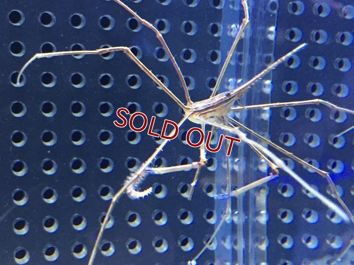 画像4: 【海水魚・カニ】アロークラブ (1匹)±6-8cm(サンプル画像）（生体）(海水魚)（サンゴ） (4)