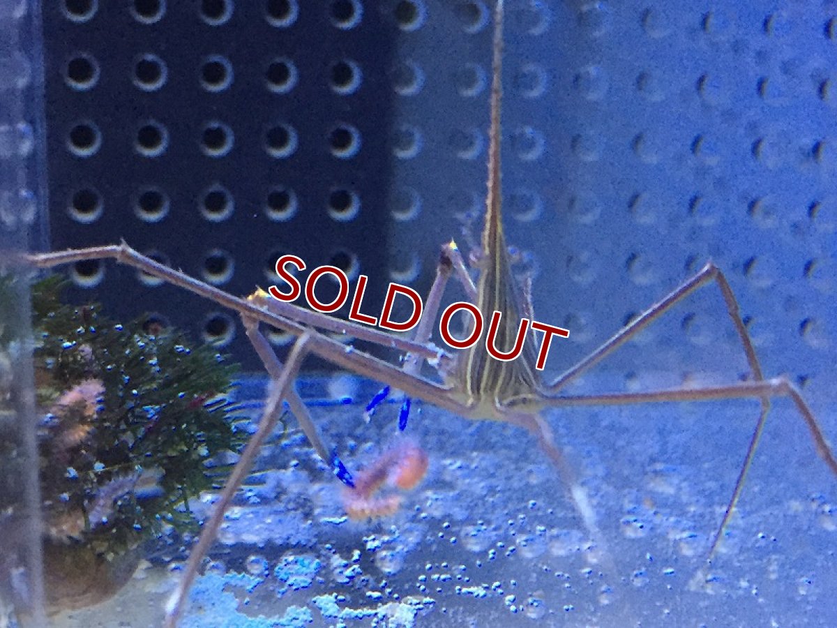 画像5: 【海水魚・カニ】アロークラブ (1匹)±6-8cm(サンプル画像）（生体）(海水魚)（サンゴ） (5)