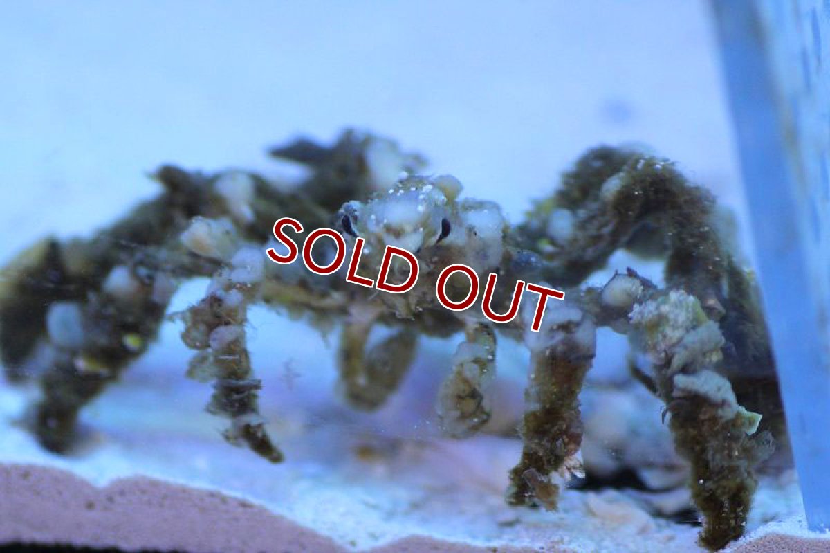 画像1: 【海水魚】モクズショイ(1匹)(サンプル画像）（生体）(海水魚)（サンゴ） (1)