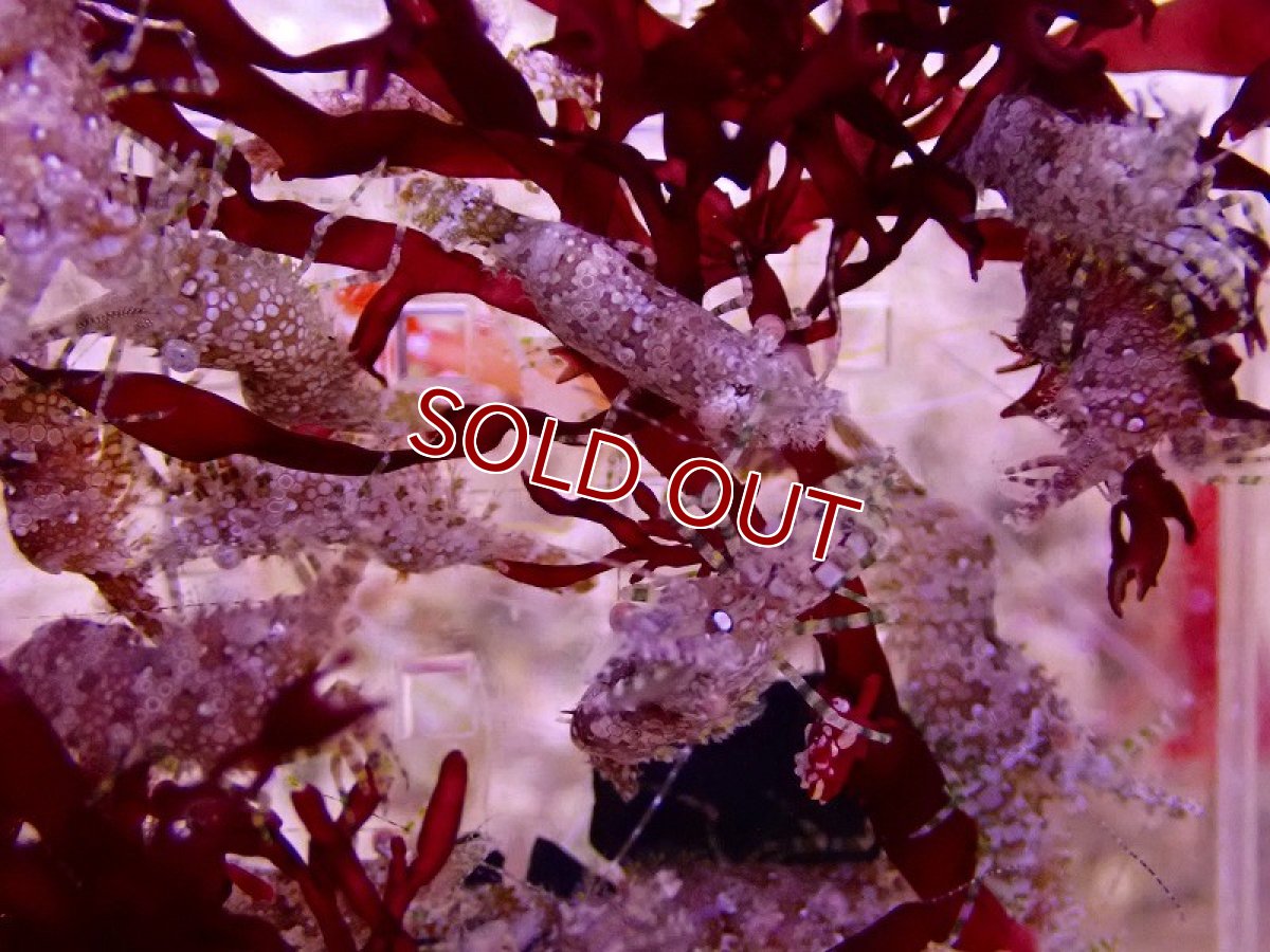 画像2: 【海水魚】グリーンサロンシュリンプ　(1匹)(サンプル画像）（生体）(海水魚)（サンゴ） (2)