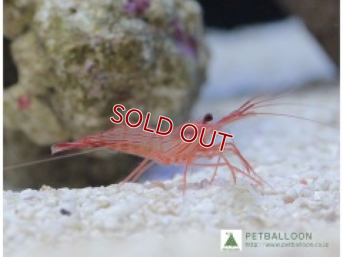 画像1: 【アーリーサマーセール10%OFFクーポン番号（10）対象商品 海洋生物】【海水魚】厄介なカーリーを食べてくれます♪ペパーミントシュリンプ（5匹）(サンプル画像）（生体）(海水魚)（サンゴ） (1)