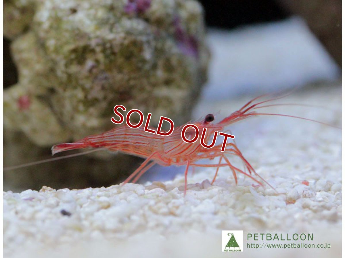 画像1: 【アーリーサマーセール10%OFFクーポン番号（10）対象商品 海洋生物】【海水魚】厄介なカーリーを食べてくれます♪ペパーミントシュリンプ（3匹）(サンプル画像）（生体）(海水魚)（サンゴ） (1)