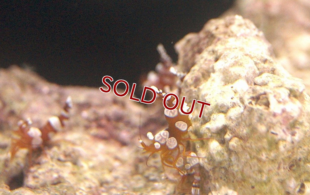 画像2: 【海水魚】セクシーシュリンプ(イソギンチャクモエビ）（3匹）(サンプル画像）（生体）(海水魚)（サンゴ） (2)