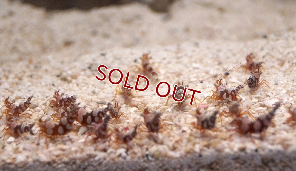 画像3: 【海水魚】セクシーシュリンプ(イソギンチャクモエビ）（5匹）(サンプル画像）（生体）(海水魚)（サンゴ） (3)