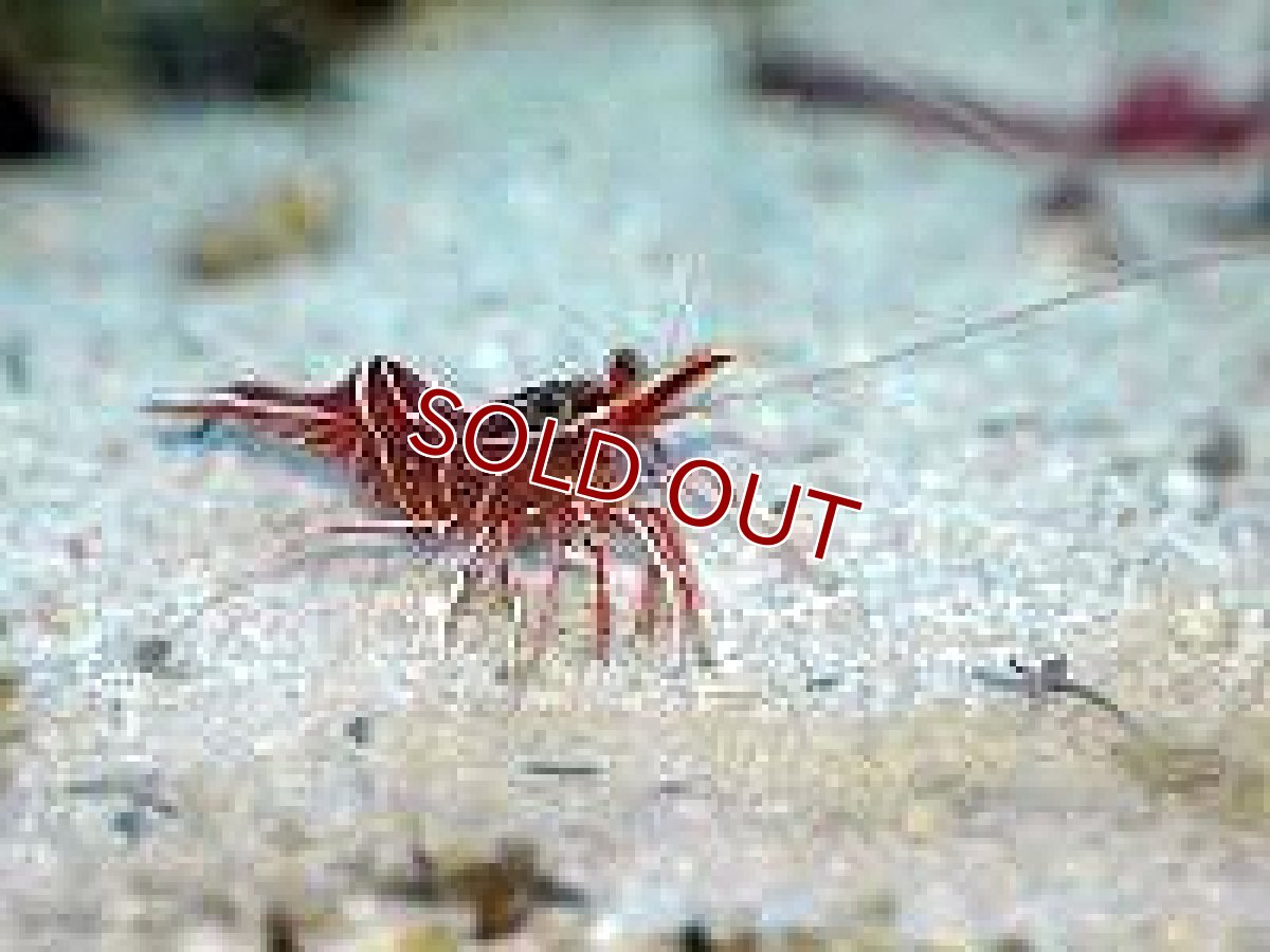 画像2: 【海水魚】キャメルシュリンプ(1匹)(サンプル画像）（生体）(海水魚)（サンゴ） (2)