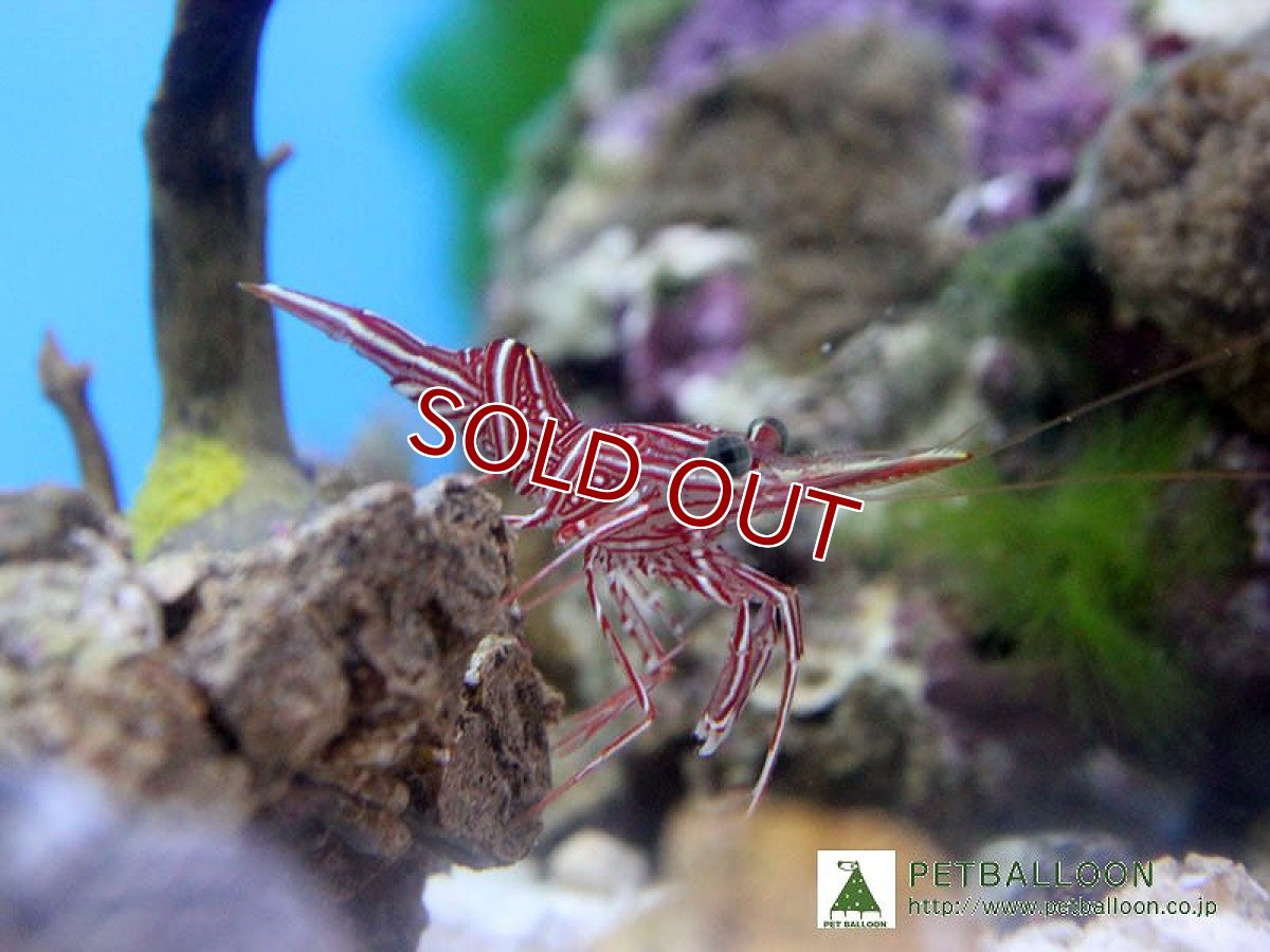 画像1: 【アーリーサマーセール10%OFFクーポン番号（10）対象商品 海洋生物】【海水魚】キャメルシュリンプ（3匹）(サンプル画像）（生体）(海水魚)（サンゴ） (1)