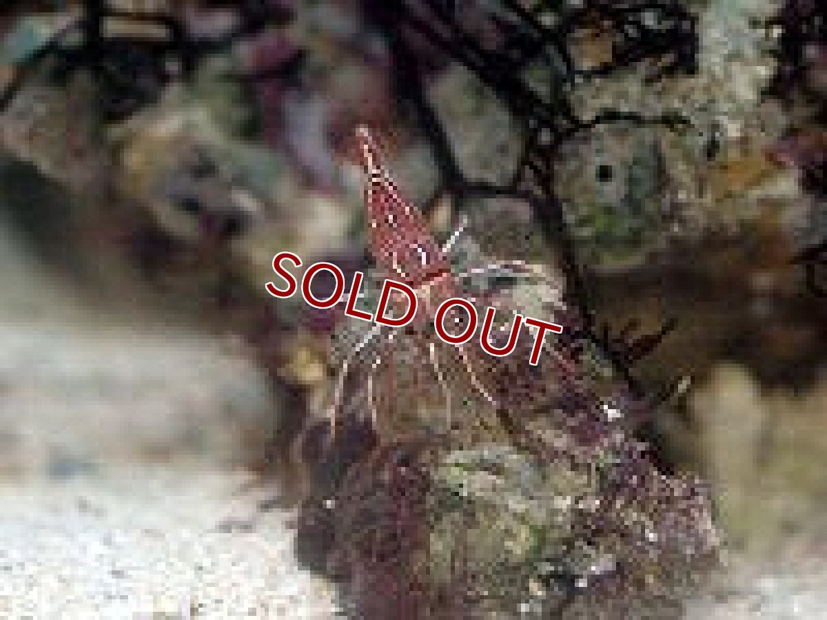 画像3: 【海水魚】キャメルシュリンプ（3匹）(サンプル画像）（生体）(海水魚)（サンゴ） (3)