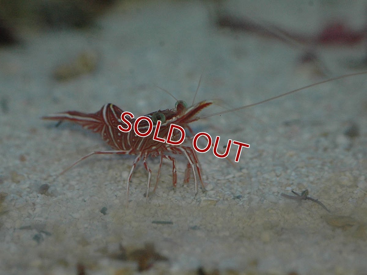 画像2: 【海水魚】キャメルシュリンプ（5匹）(サンプル画像）（生体）(海水魚)（サンゴ） (2)