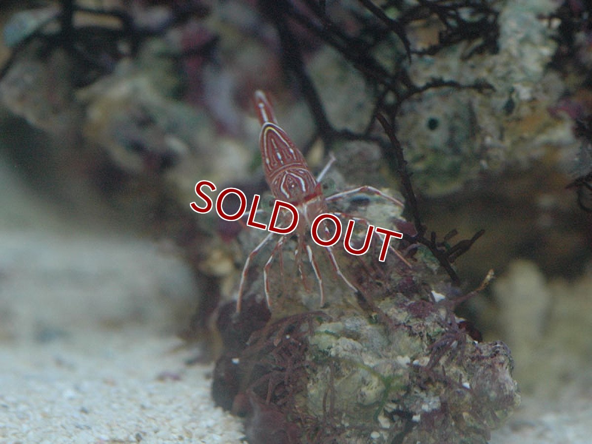 画像3: 【海水魚】キャメルシュリンプ（5匹）(サンプル画像）（生体）(海水魚)（サンゴ） (3)