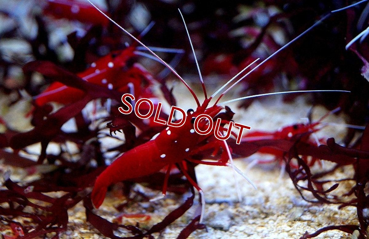 画像2: 【海水魚】ホワイトソックス   L~XLサイズ スリランカ産（２匹）(サンプル画像）（生体）(海水魚)（サンゴ） (2)