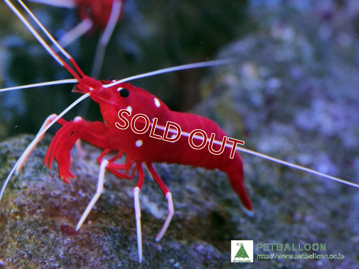 画像1: 【海水魚】ホワイトソックス  L~XLサイズ スリランカ産(1匹)(サンプル画像）（生体）(海水魚)（サンゴ） (1)