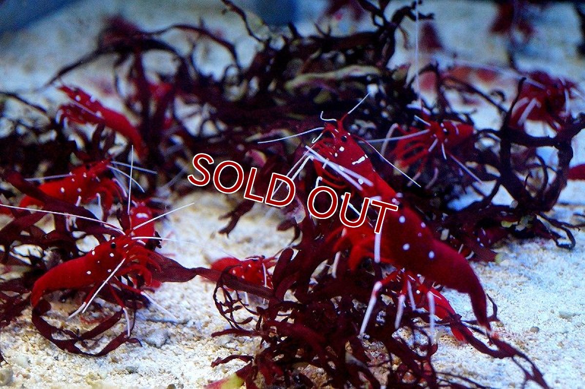 画像3: 【海水魚】ホワイトソックス  L~XLサイズ スリランカ産(1匹)(サンプル画像）（生体）(海水魚)（サンゴ） (3)