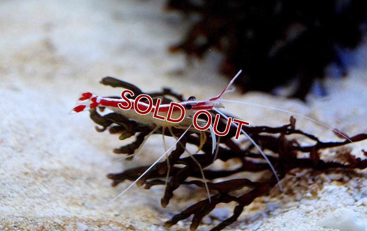 画像2: 【海水魚】スカンクシュリンプ Sサイズ(1匹)(サンプル画像）（生体）(海水魚)（サンゴ） (2)