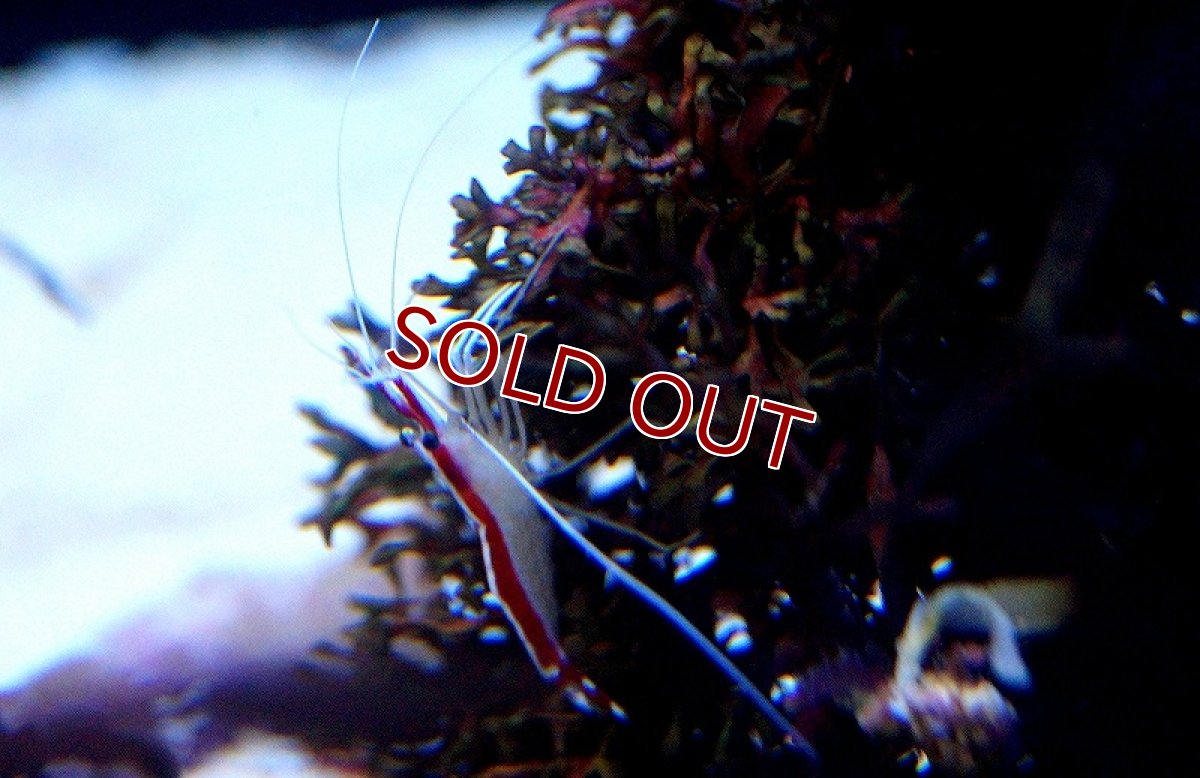 画像3: 【海水魚】スカンクシュリンプ Sサイズ(1匹)(サンプル画像）（生体）(海水魚)（サンゴ） (3)