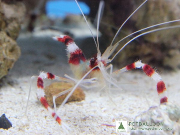 海水魚 オトヒメエビ 1匹 生体 海水魚 サンゴ ペットバルーン ネットショップ 海水魚 オトヒメエビ 1匹 生体 海水魚 サンゴ ペットバルーン ネットショップ