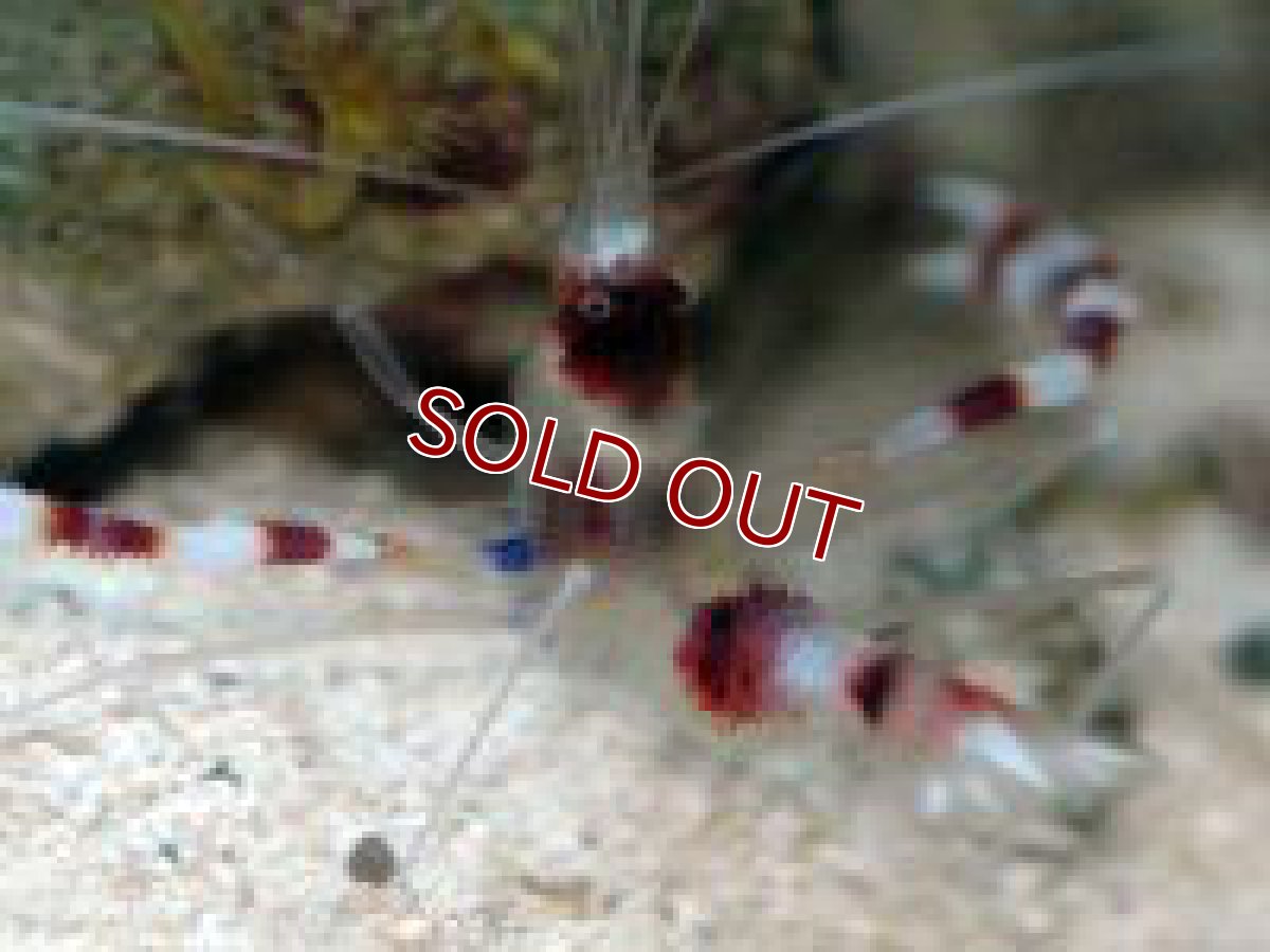 画像2: 【海水魚】オトヒメエビ（お一人様2匹まで）(1匹)(サンプル画像）（生体）(海水魚)（サンゴ） (2)