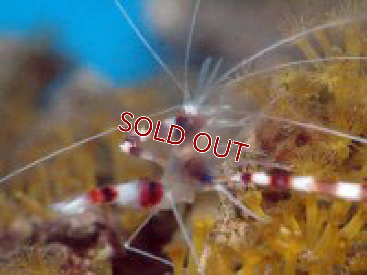 画像3: 【海水魚】オトヒメエビ（お一人様2匹まで）(1匹)(サンプル画像）（生体）(海水魚)（サンゴ） (3)