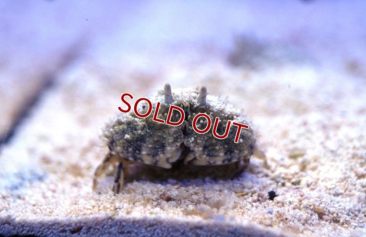 画像2: 【海水魚】ソデカラッパ　(1匹)3-5ｃｍ前後(サンプル画像）（生体）(海水魚)（サンゴ） (2)