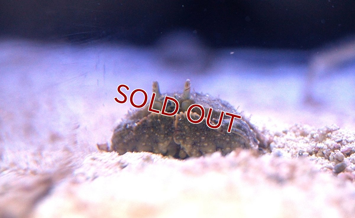 画像3: 【海水魚】ソデカラッパ　(1匹)3-5ｃｍ前後(サンプル画像）（生体）(海水魚)（サンゴ） (3)