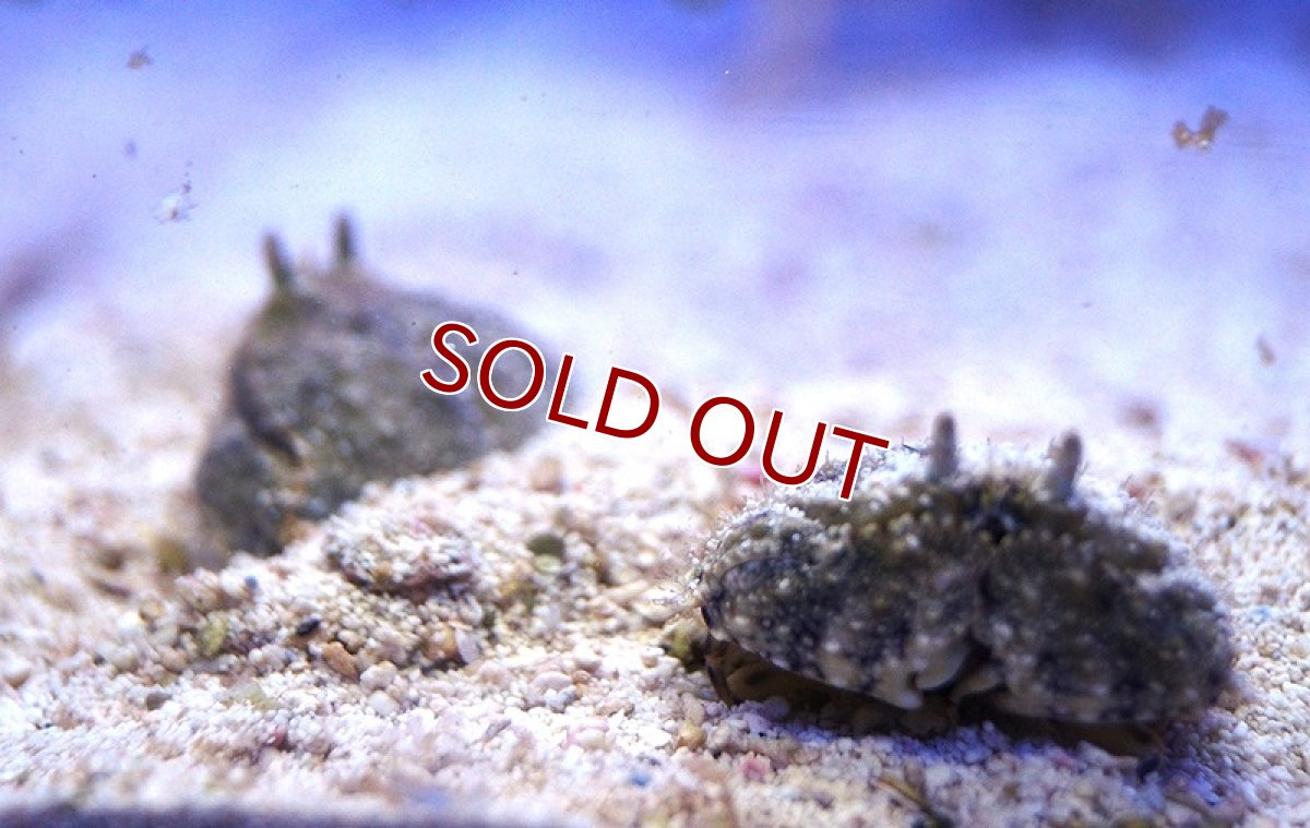 画像4: 【海水魚】ソデカラッパ　(1匹)3-5ｃｍ前後(サンプル画像）（生体）(海水魚)（サンゴ） (4)