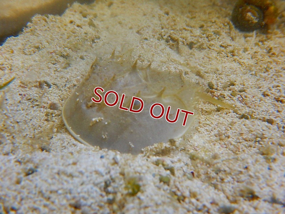 画像2: 【海水魚】カブトガニ(1匹)4-7ｃｍ前後(サンプル画像）（生体）(海水魚)（サンゴ） (2)