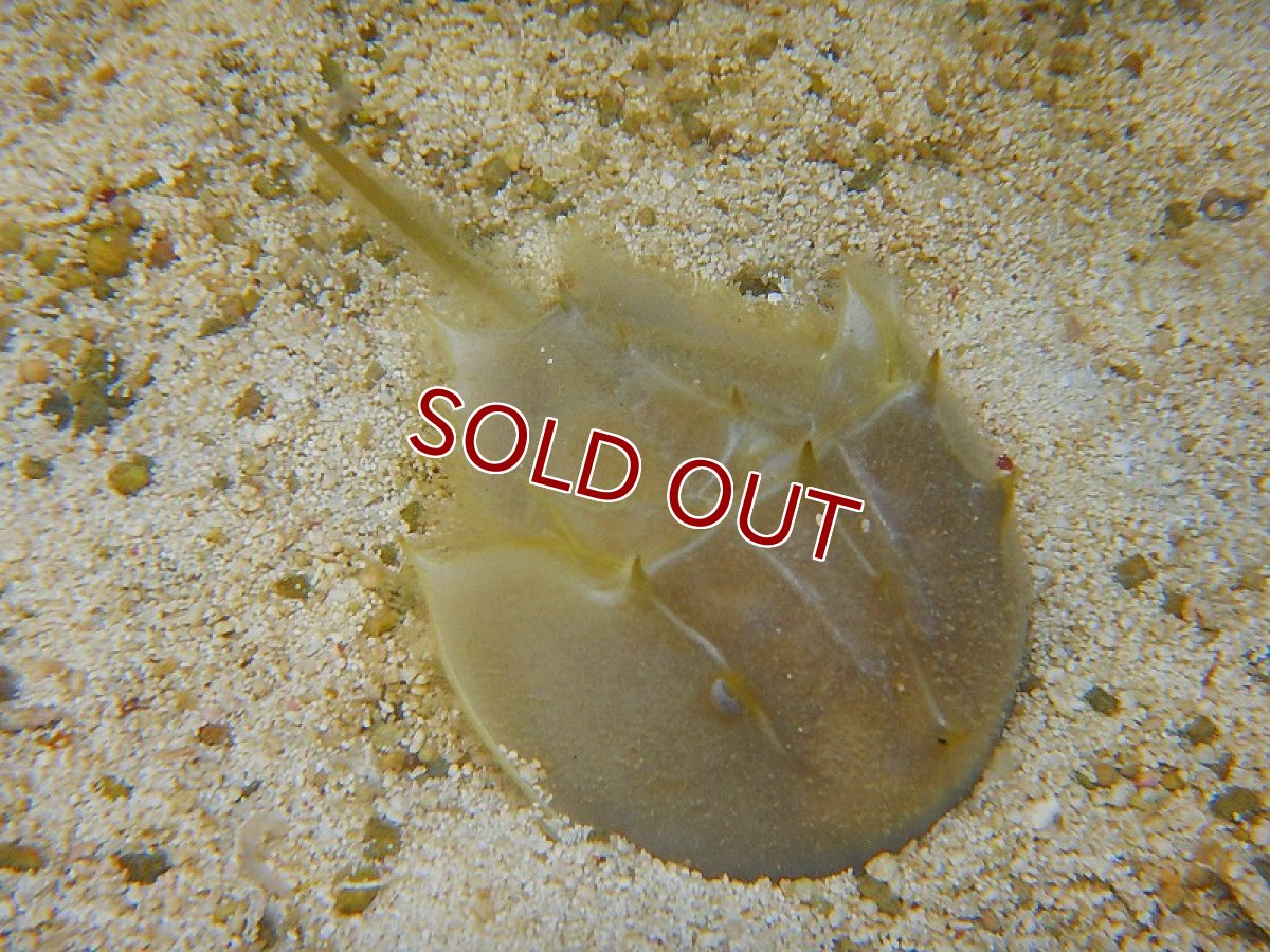 画像3: 【海水魚】カブトガニ（3匹）4-7ｃｍ前後(サンプル画像）（生体）(海水魚)（サンゴ） (3)