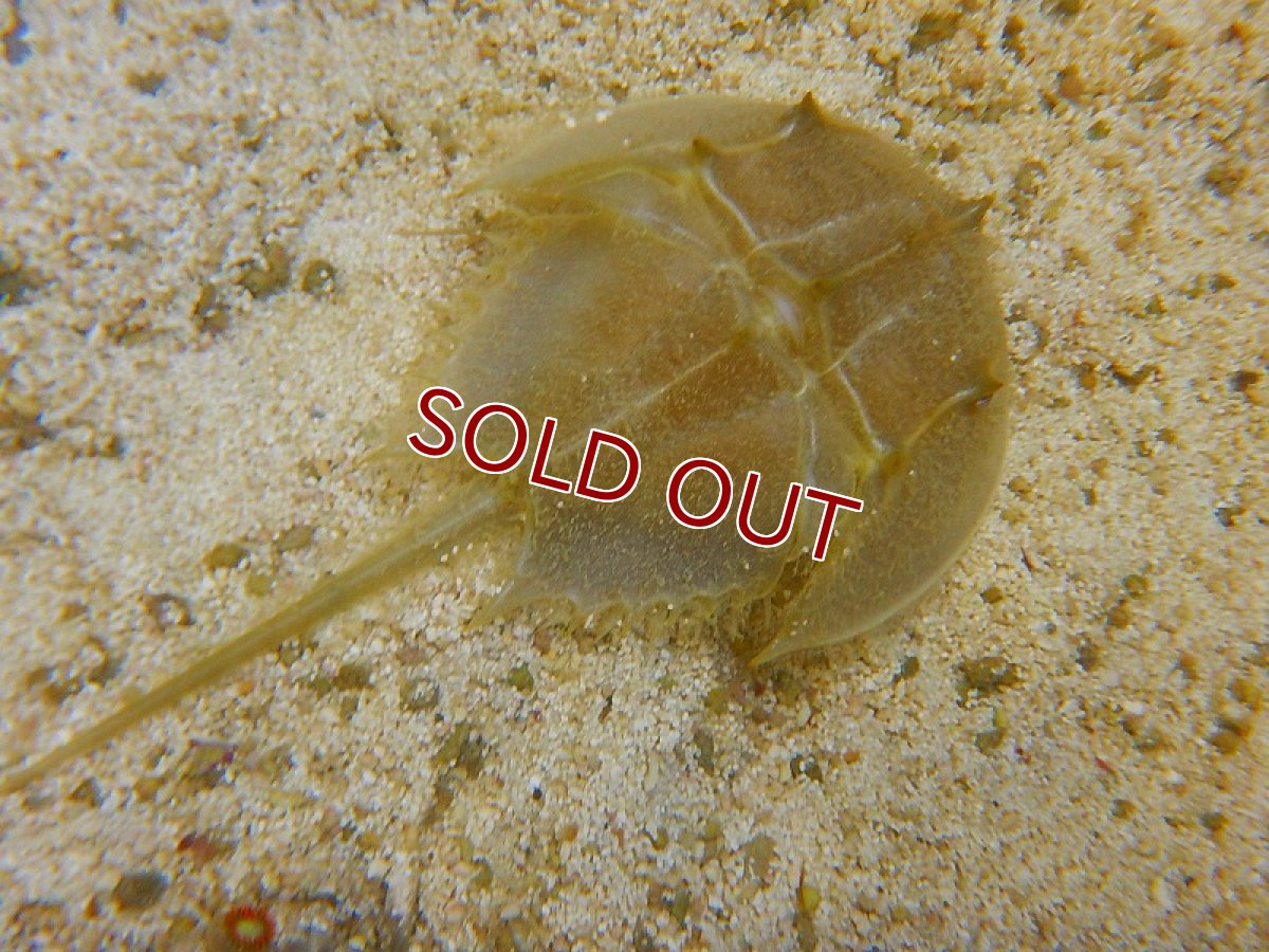 画像4: 【海水魚】カブトガニ（3匹）4-7ｃｍ前後(サンプル画像）（生体）(海水魚)（サンゴ） (4)