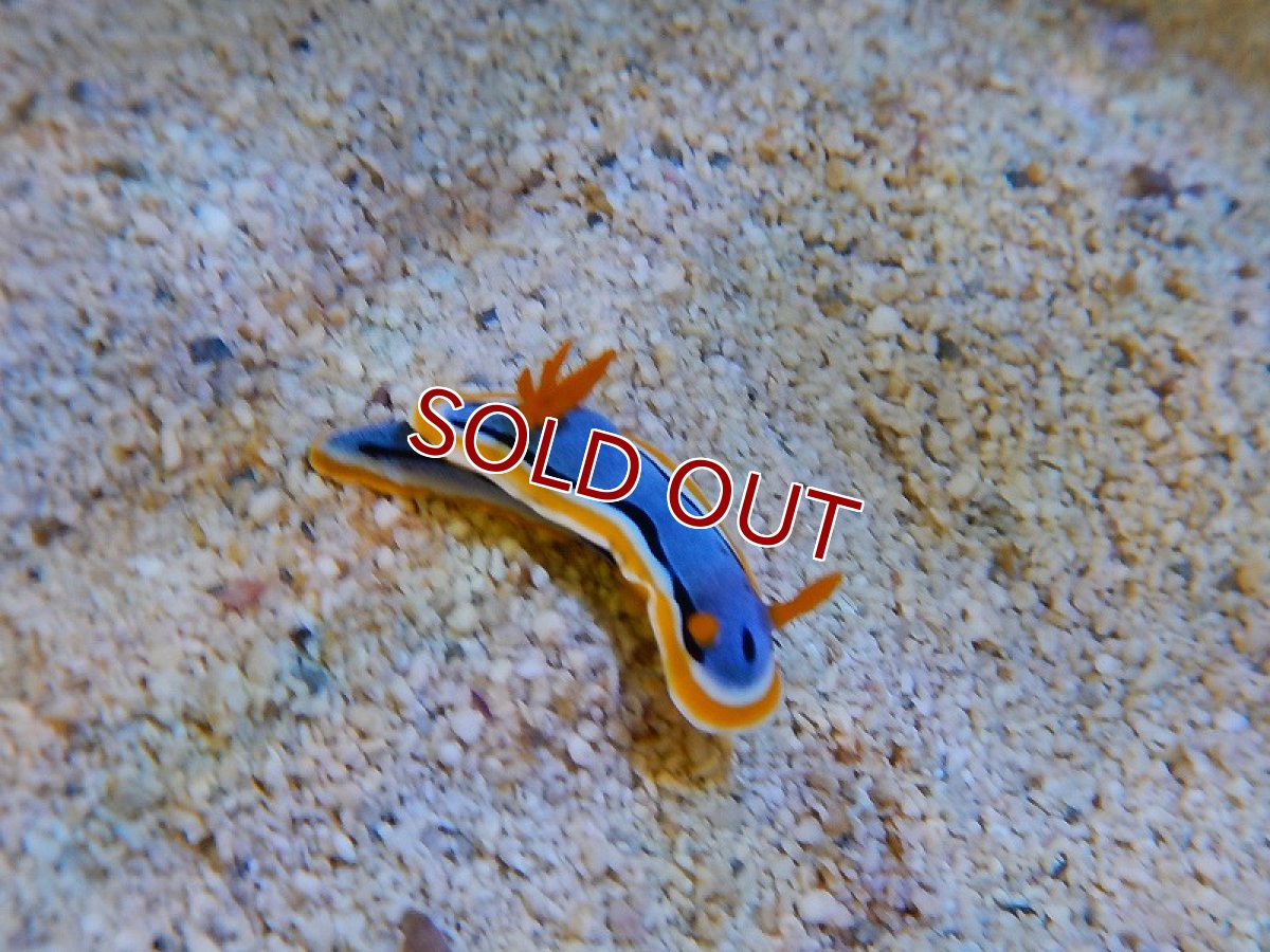 画像2: 【海水魚】アンナウミウシ(1匹)±3-5cm(サンプル画像）（生体）(海水魚)（サンゴ） (2)