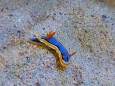 画像2: 【海水魚】【通販】アンナウミウシ(1匹)±3-5cm(サンプル画像）（生体）(海水魚)（サンゴ） (2)