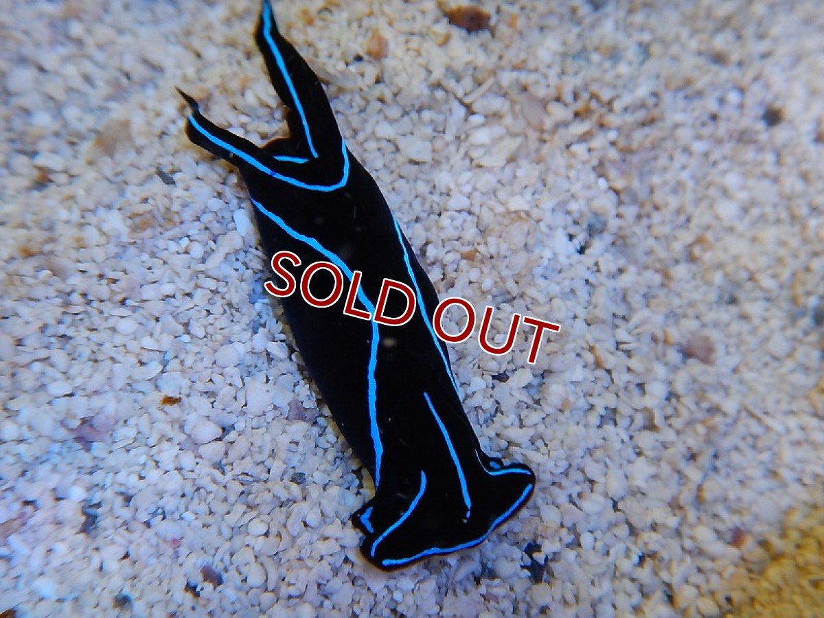 画像2: 【海水魚】ブルーラインスラッグ(1匹)±3-5cm(サンプル画像）（生体）(海水魚)（サンゴ） (2)