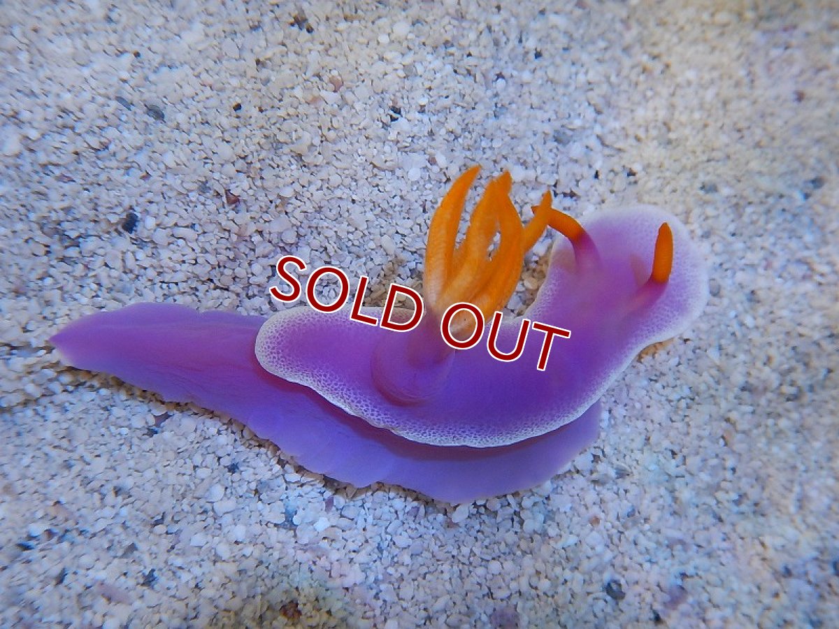 画像2: 【海水魚・ウミウシ】パープルスラッグ　(ウミウシ）(1匹)±3-6cm(サンプル画像）（生体）(海水魚)（サンゴ） (2)