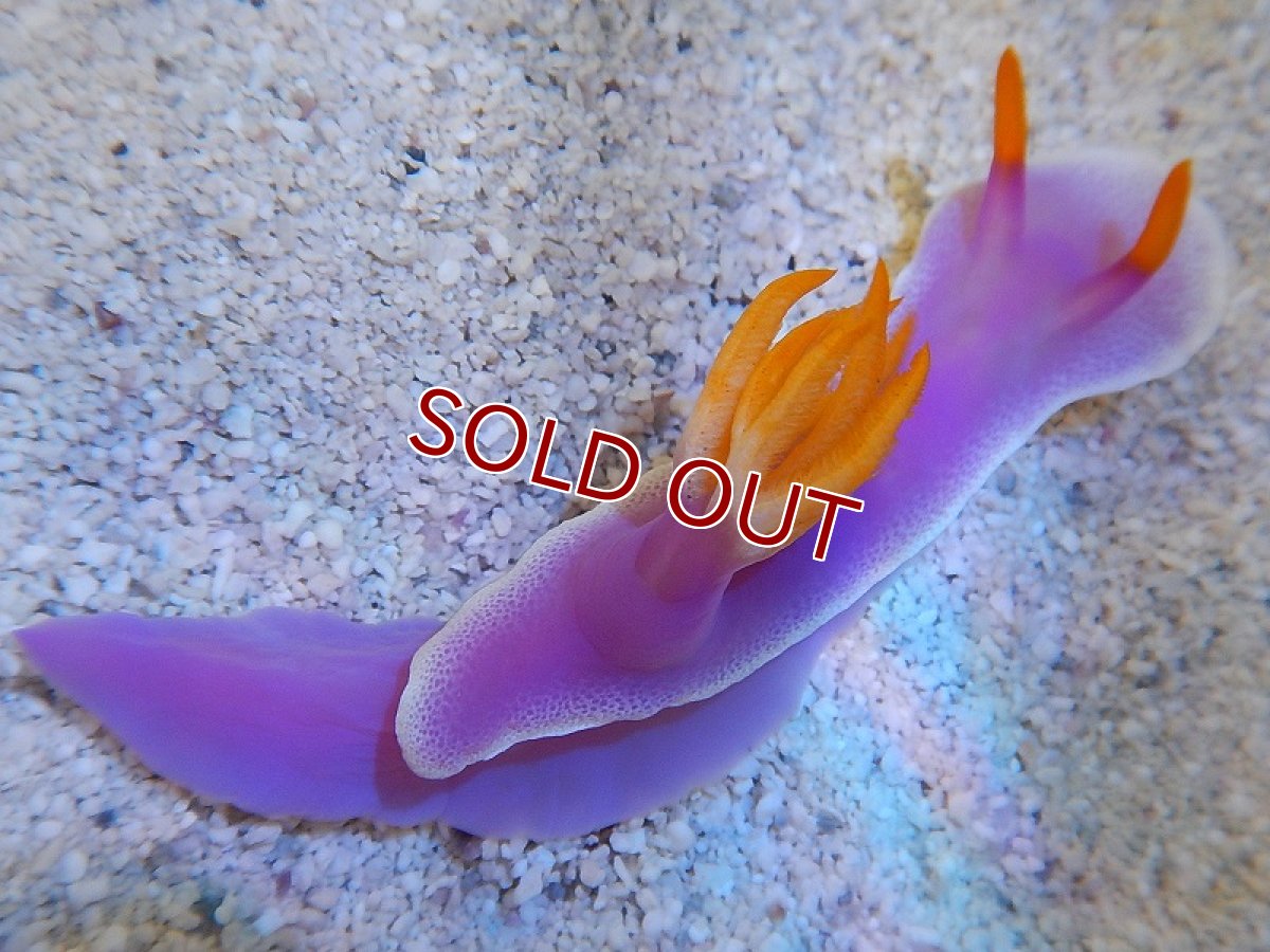 画像3: 【海水魚・ウミウシ】パープルスラッグ　(ウミウシ）(1匹)±3-6cm(サンプル画像）（生体）(海水魚)（サンゴ） (3)