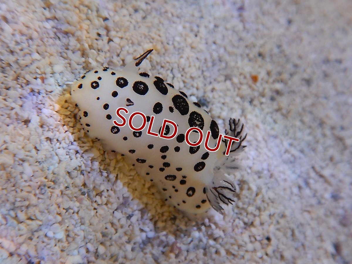 画像2: 【海水魚・ウミウシ】ポルカドットスラッグ　(ウミウシ）(1匹)±3-6cm(サンプル画像）（生体）(海水魚)（サンゴ） (2)