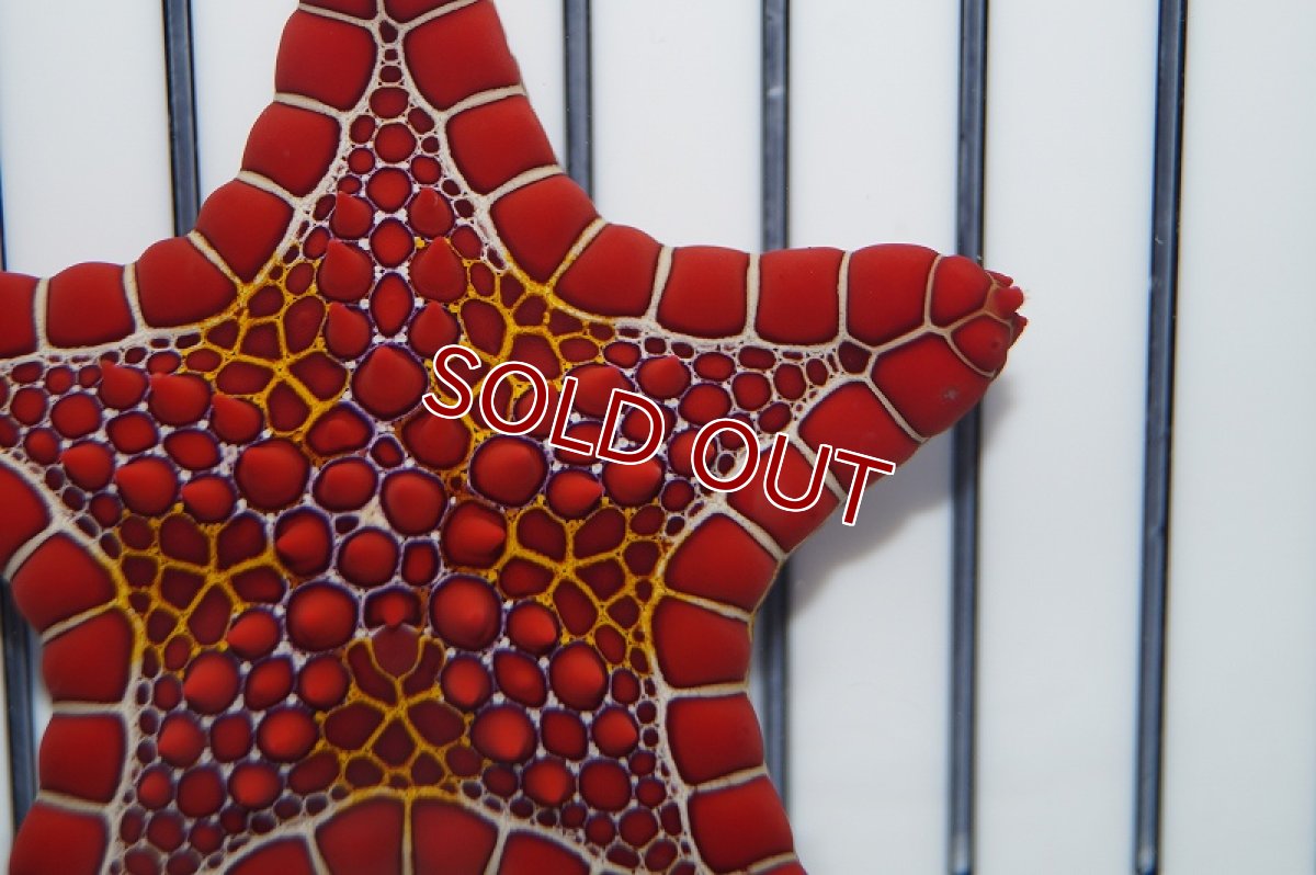 画像2: 【海水魚・ヒトデ】チェリーブリックドビスケットスター(1匹)±6cm（生体）(海水魚)（サンゴ） (2)