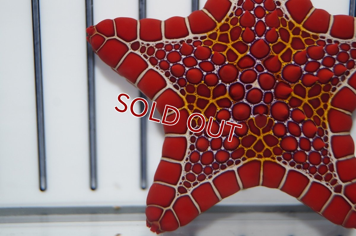 画像3: 【海水魚・ヒトデ】チェリーブリックドビスケットスター(1匹)±6cm（生体）(海水魚)（サンゴ） (3)